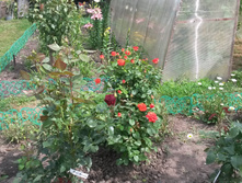 �������� � ���� �������