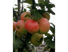 ������ �������� 3-����� ������ �� 2� ������ 10� (������� 5��) 650���..jpg