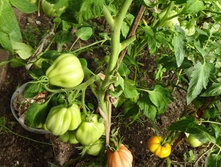 ������� �����