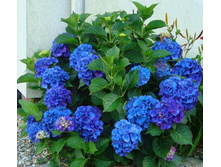 Hydrangea m. Nikko Blue - 1,87 ������ �� ������������  � ������ 3 ����