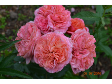 Mary Ann (��������� 2016�)