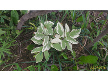 P 20160723 170506 1 p.jpg