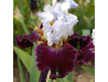 Pesselières - 17,55