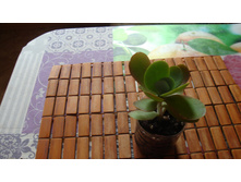 �������� Thyrsiflora