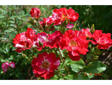 Fourth of July ����� ���������� ������)