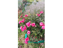 Deep Impression (10).JPG