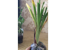 ������ ��������