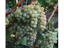 �������� ������ (����) ������������� 160���..jpg