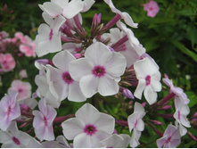 ��������������  ������