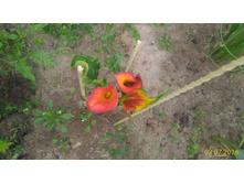 P 20160703 195149 p.jpg