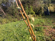 ����� ��������� �����������