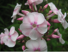 ����� ���������.JPG