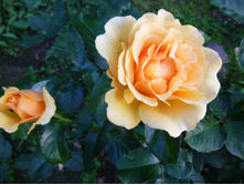 ����� ����