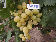 �������� ���� 160���..jpg