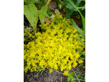 ������ �����