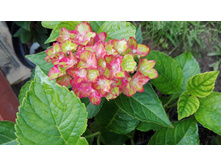 ����� ���������