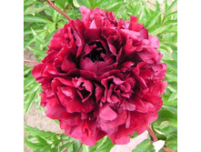 ���� Maestro ���� ������� (Auten 1957, ���) ������ 10�� 18.85����