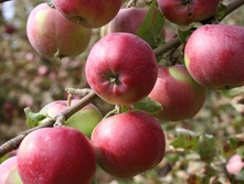 ������ �������������� 1-����� ������ 1,2-1,5� ������ 7-10� (������� 8��) 455���..jpg