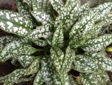 �������� No3 (���� ������) - 60 ���