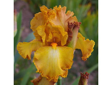 Or et Dentelle - 13,16