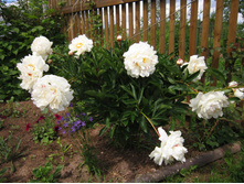 ���� �����.jpg