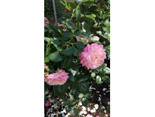 IMG 20160723 123628.jpg