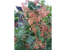 ������� ������.