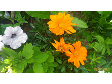 P 20160728 132948 1 p.jpg