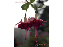 ������ Gay Parasol