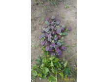 P 20160630 192650 1 p.jpg