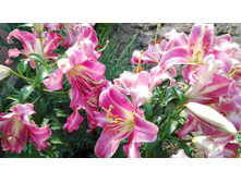 IMG 20160724 091406.jpg