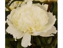 ���� Bridal Gown ���� ������ ���� (Klehm, 1981, ���) ������ 5�� 26.00����