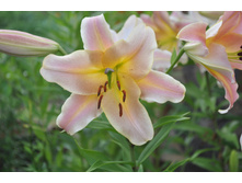 �� ������