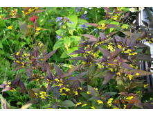 ��������� ��������� (���� 'Firecracker')-50�