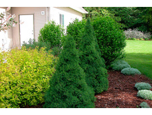 ��� Picea gl. Conica - 1,87 ������ �� ������������   1 ��� � ������