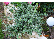 ��������� �������, �������� �������� ��� �� ����-150�