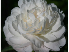 ���� Mary E.Nicholls ���� ���� �.������ (Nicholls, 1941, ���) ������ 25�� 11.57����