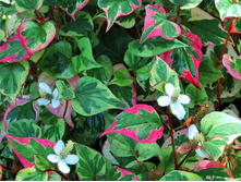 ���������� Houttuynia cordata Chameleon - 1,62  ������ �� ������������  1 ��� � ������