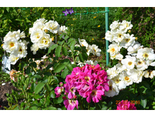 ��� ����� -����� ����(�� 2015�)