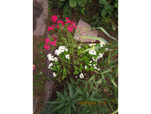 ����� ���������