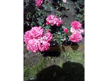 IMG 20160702 124454[1].jpg