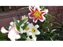 IMG 20160724 091421.jpg