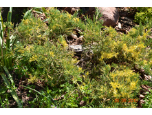 ������������ ����������� 1 ���