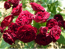 ��� ��������� (�����)