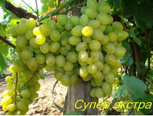 �������� ����� ������ 160���..jpg