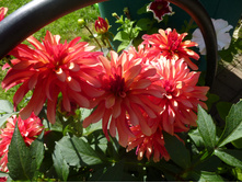 ������� ��� ����