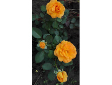 ���� Vavoom Weeks