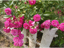 ��� �����