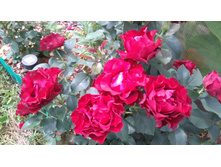 Heinz Winkler (11).JPG