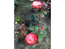 IMG 20160702 124727[1].jpg